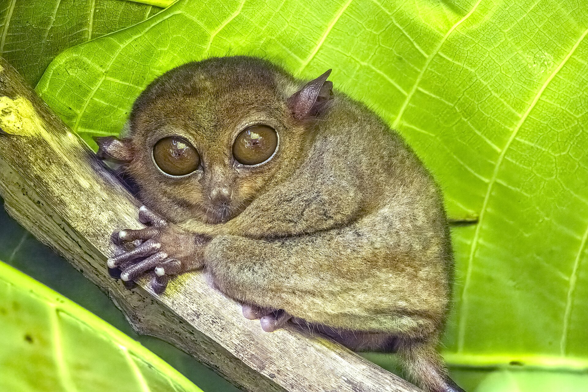A Philippine tarsier on a branch, photographed in Bohol